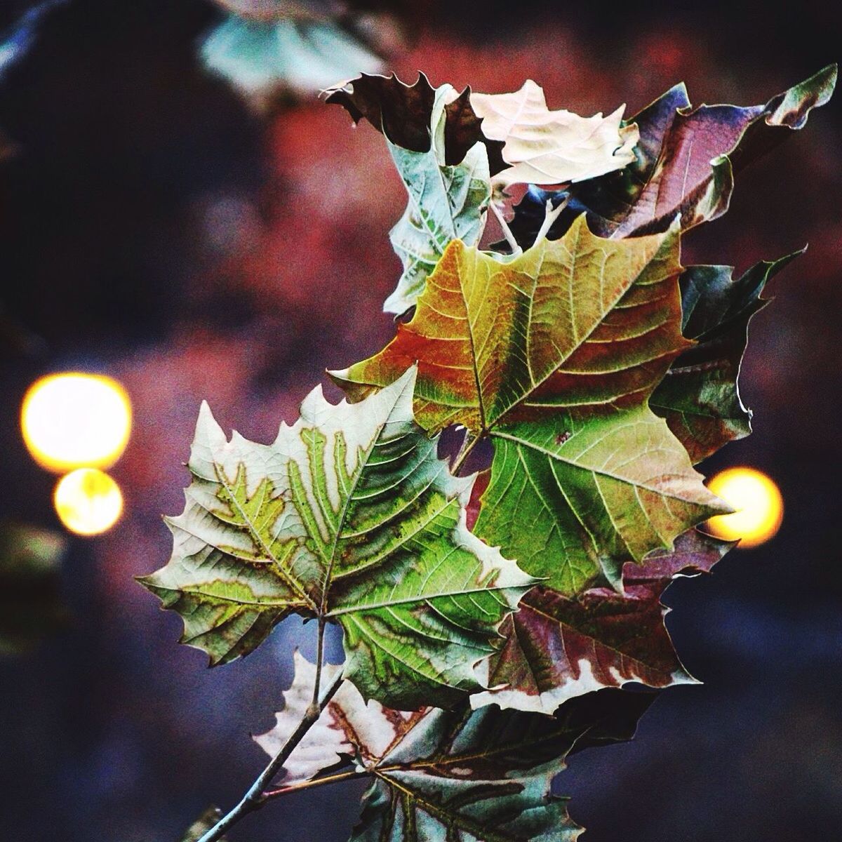 CLOSE-UP OF FRESH GREEN TREE