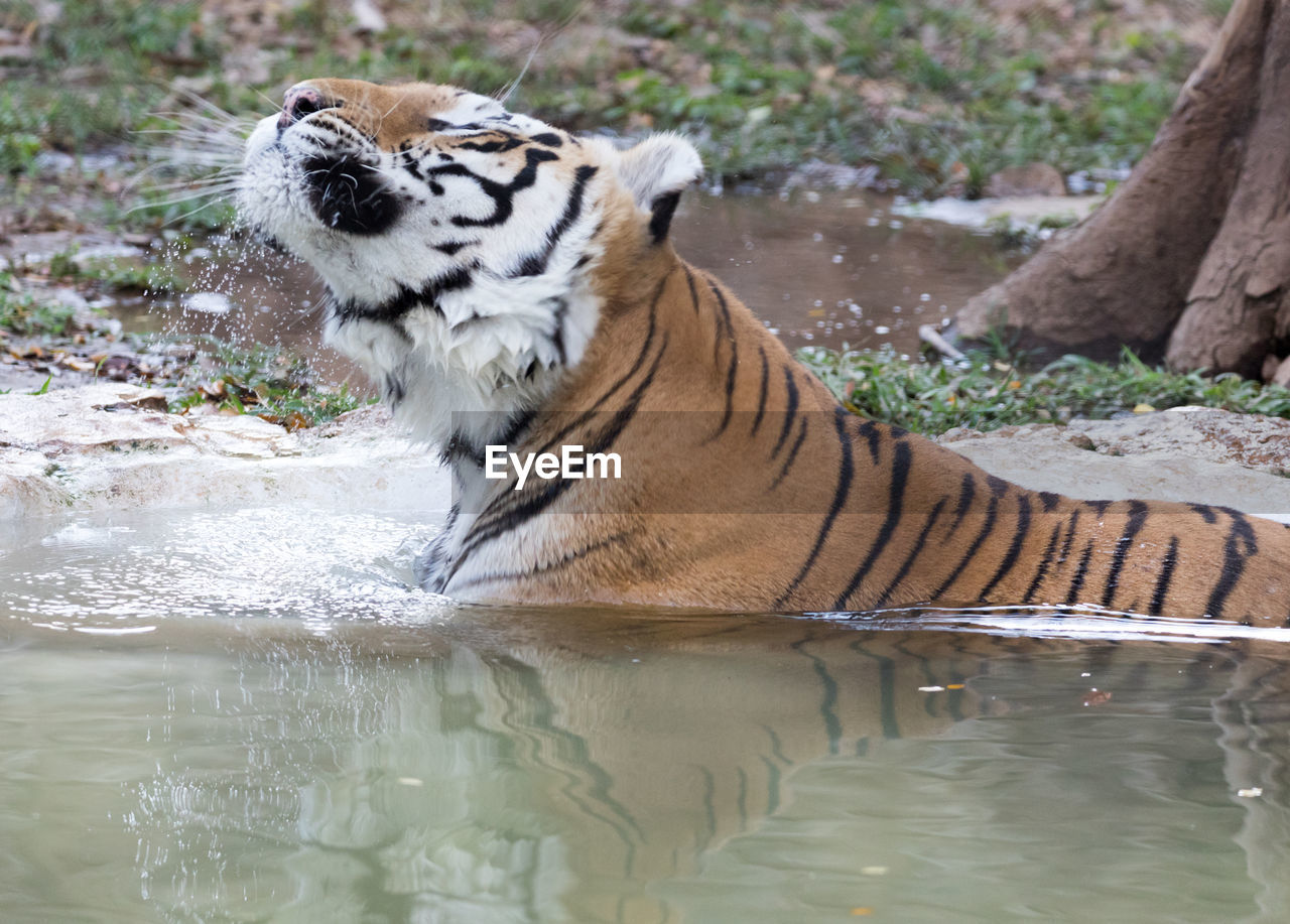 CLOSE-UP OF TIGER AT SHORE