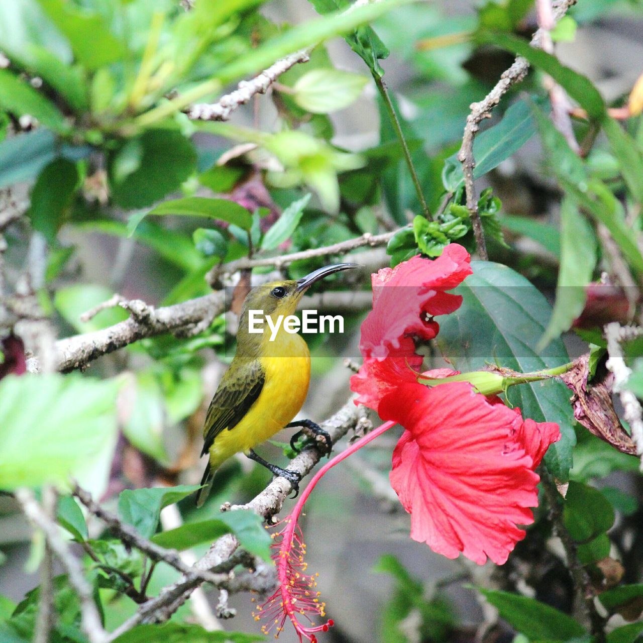 Close-up of yellow bird by red hibiscus