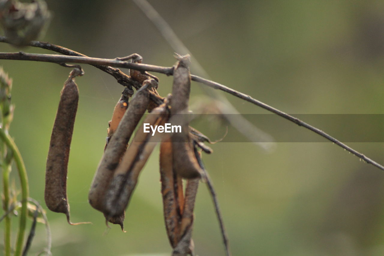 Close-up of dried plant against blurred background