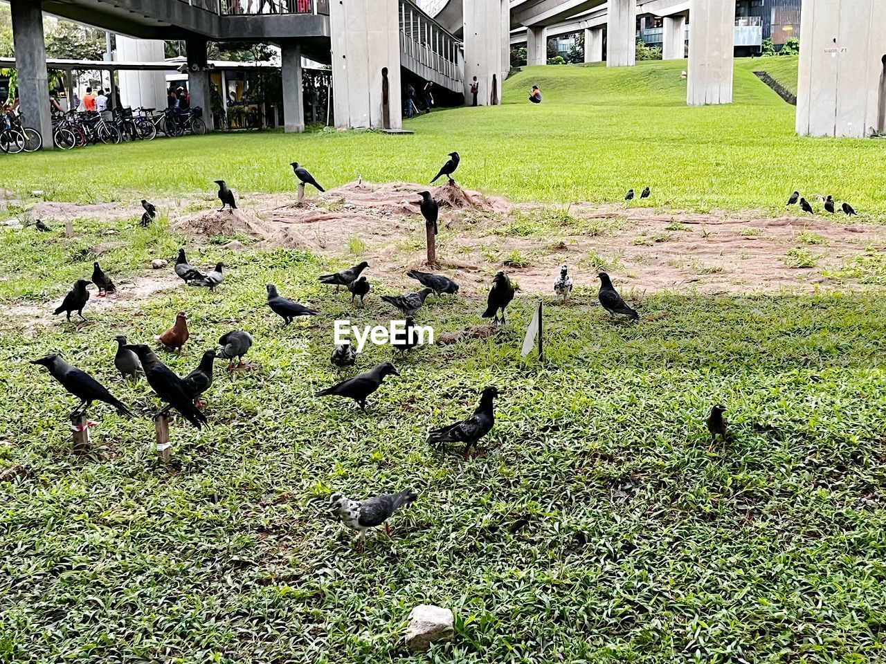 bird, animal, animal themes, grass, architecture, large group of animals, built structure, building exterior, group of animals, wildlife, animal wildlife, nature, day, green, lawn, plant, no people, building, flock of birds, outdoors, goose, sunlight, pigeon, field