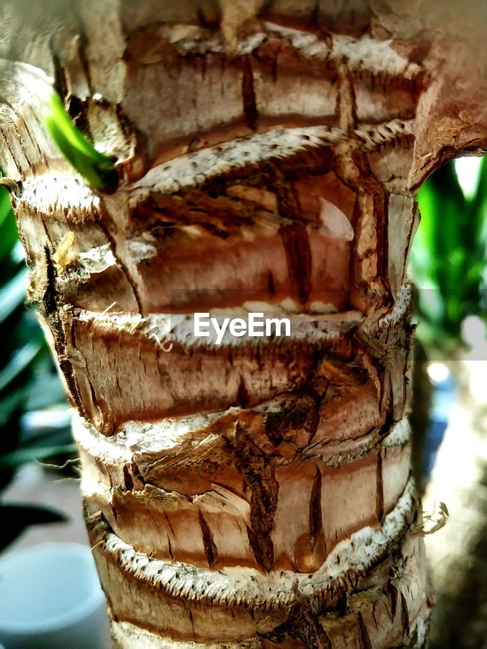 CLOSE-UP OF TURTLE ON TREE TRUNK