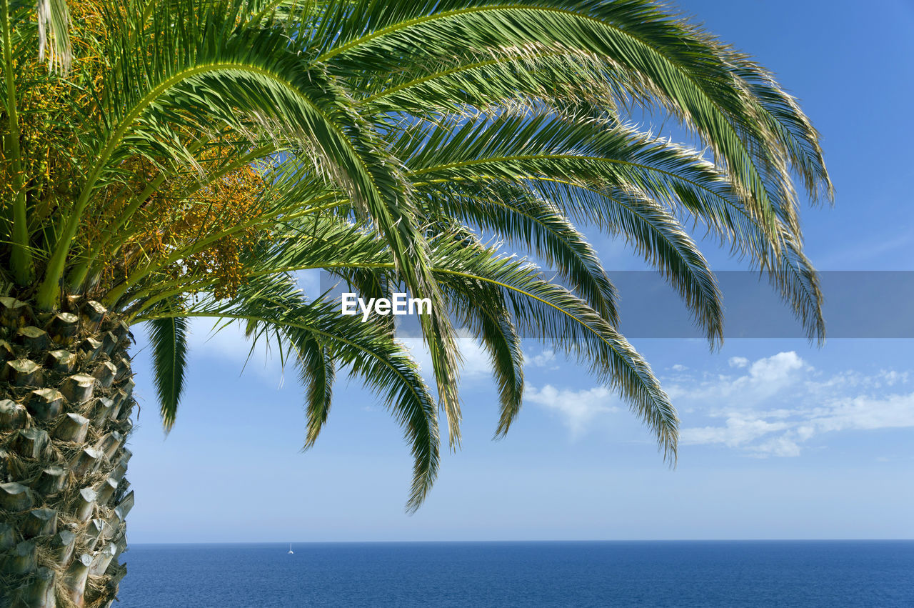 Cropped palm tree against calm sea