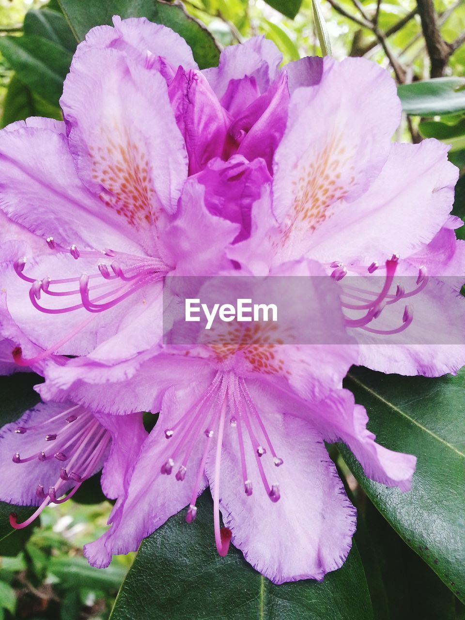 CLOSE-UP OF PINK FLOWERS