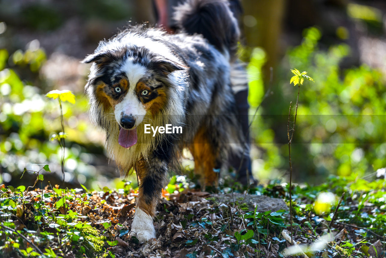 Portrait of dog on field