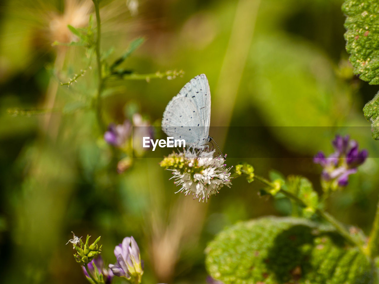 CLOSE-UP OF BUTTERFLY POLLINATING FLOWER