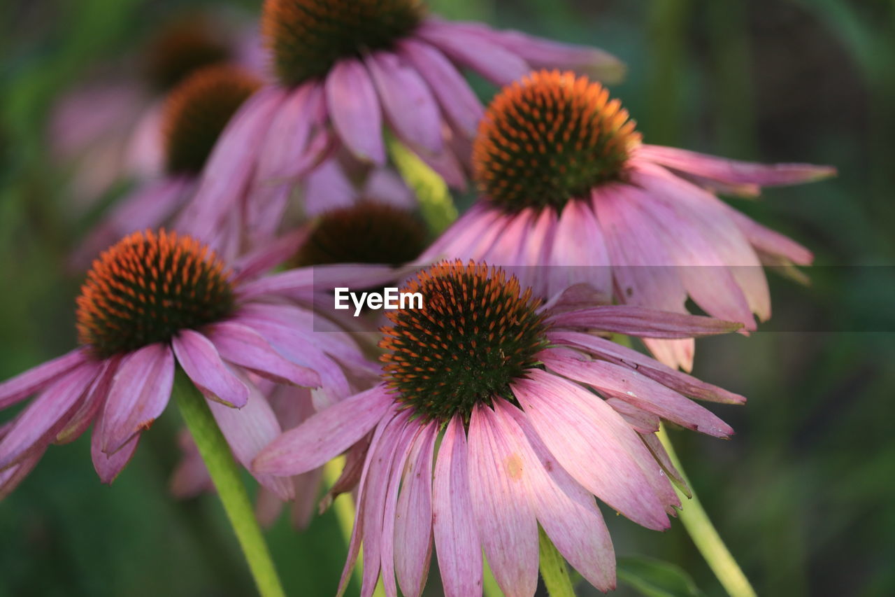 flower, flowering plant, plant, freshness, beauty in nature, close-up, fragility, flower head, inflorescence, growth, petal, focus on foreground, nature, macro photography, purple, pollen, no people, pink, outdoors, day, botany, wildflower