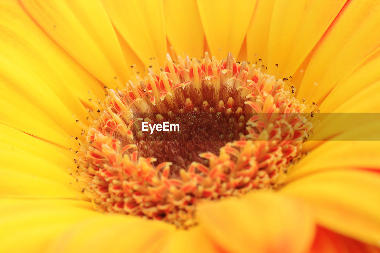 Full frame shot of yellow flower