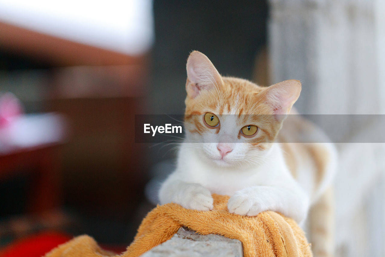 PORTRAIT OF A CAT ON THE FLOOR