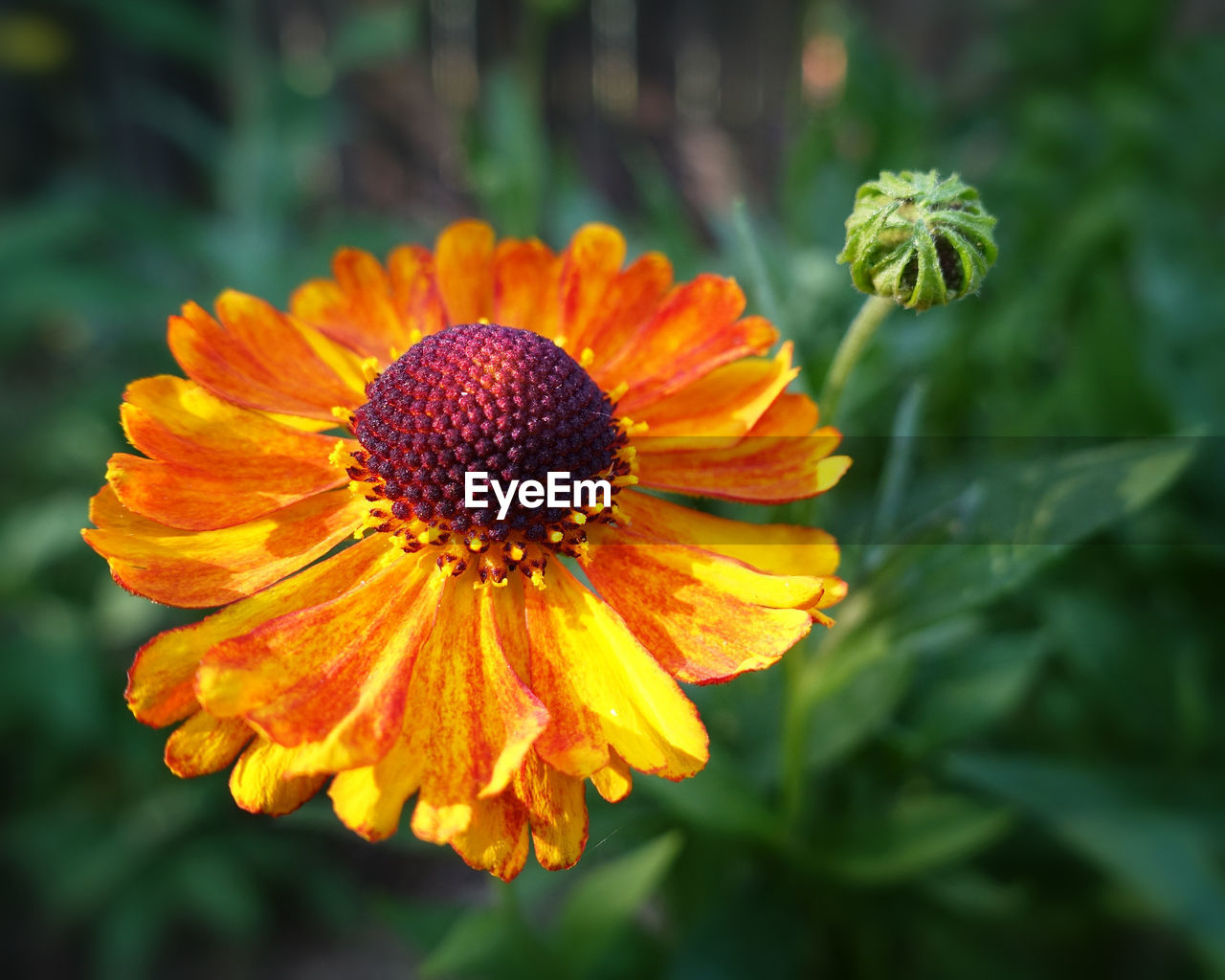 Close-up of orange flower blooming in park