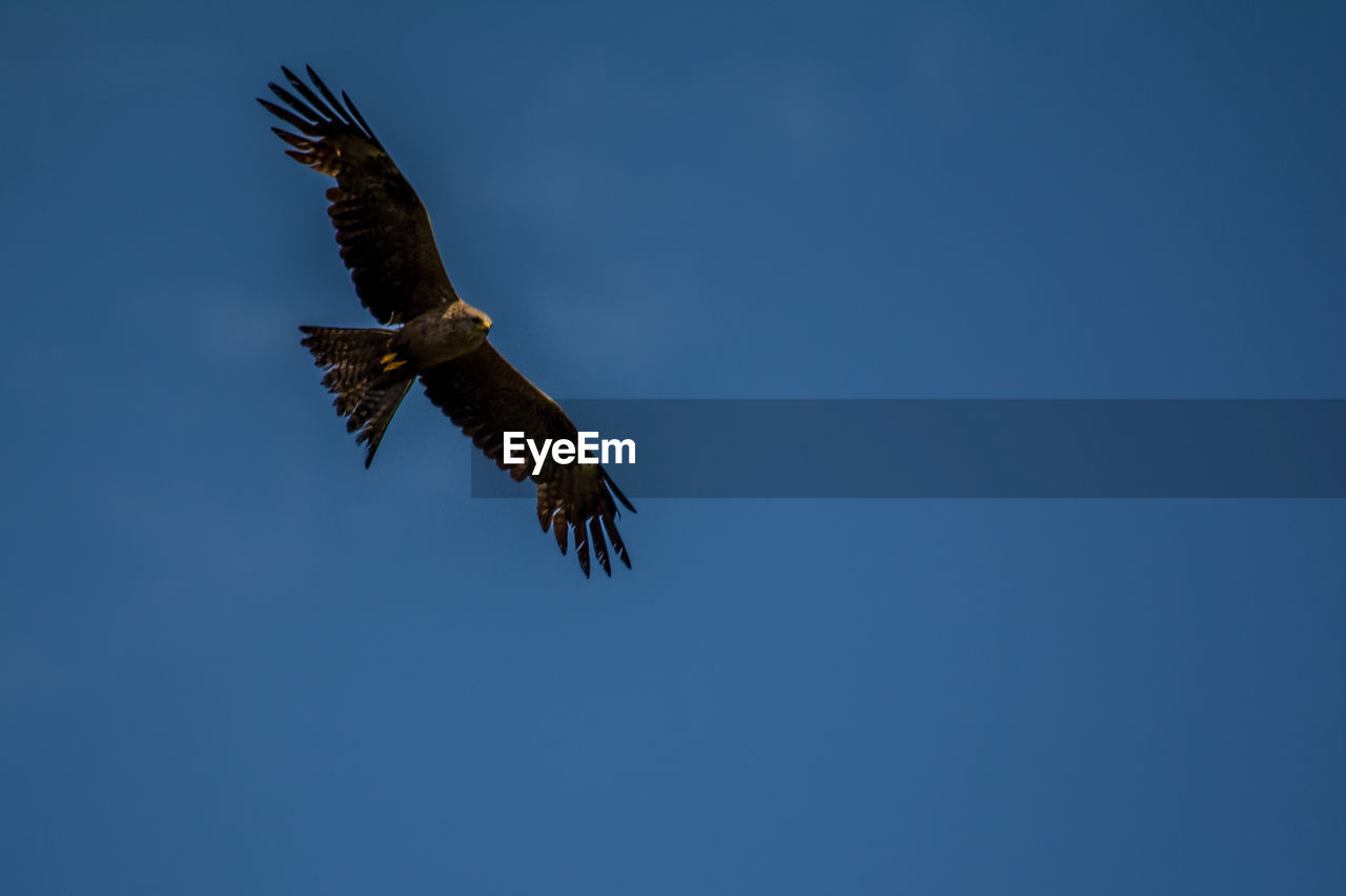 Low angle view of eagle flying against clear blue sky