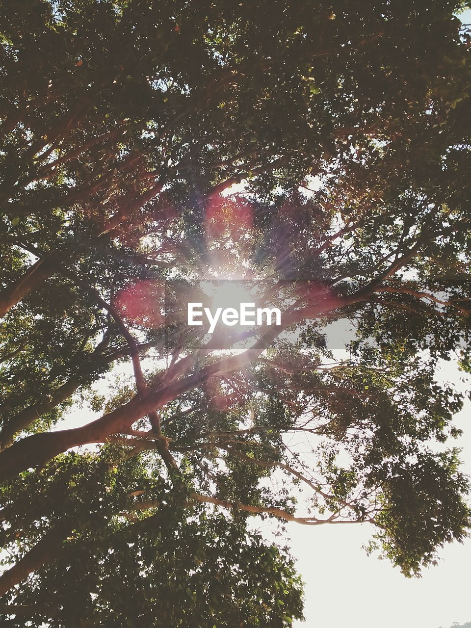 LOW ANGLE VIEW OF TREES AGAINST SKY