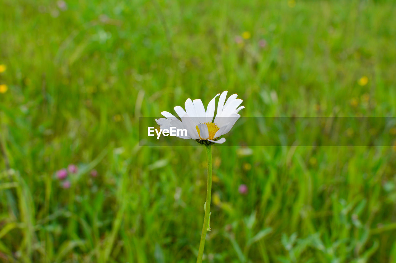 CLOSE-UP OF WHITE FLOWER ON LAND