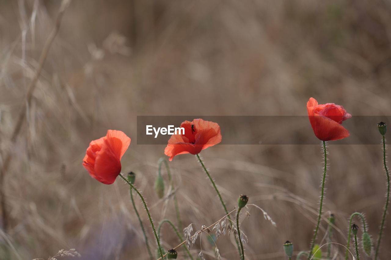 CLOSE-UP OF RED POPPIES ON FIELD