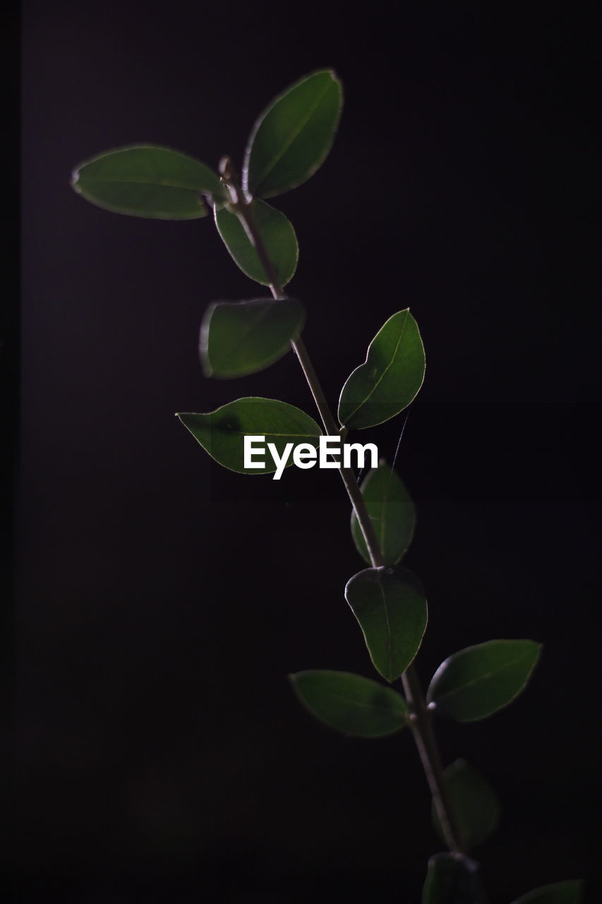 CLOSE-UP OF GREEN PLANT AGAINST BLACK BACKGROUND