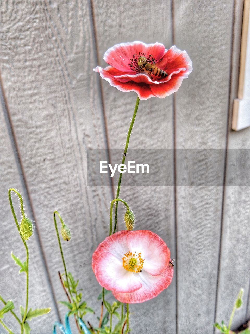 freshness, flower, plant, flowering plant, no people, close-up, pink, wood, beauty in nature, nature, fragility, petal, floristry, red, flower head, growth, inflorescence, food, plant stem, food and drink, outdoors, day, yellow, healthy eating, leaf, high angle view