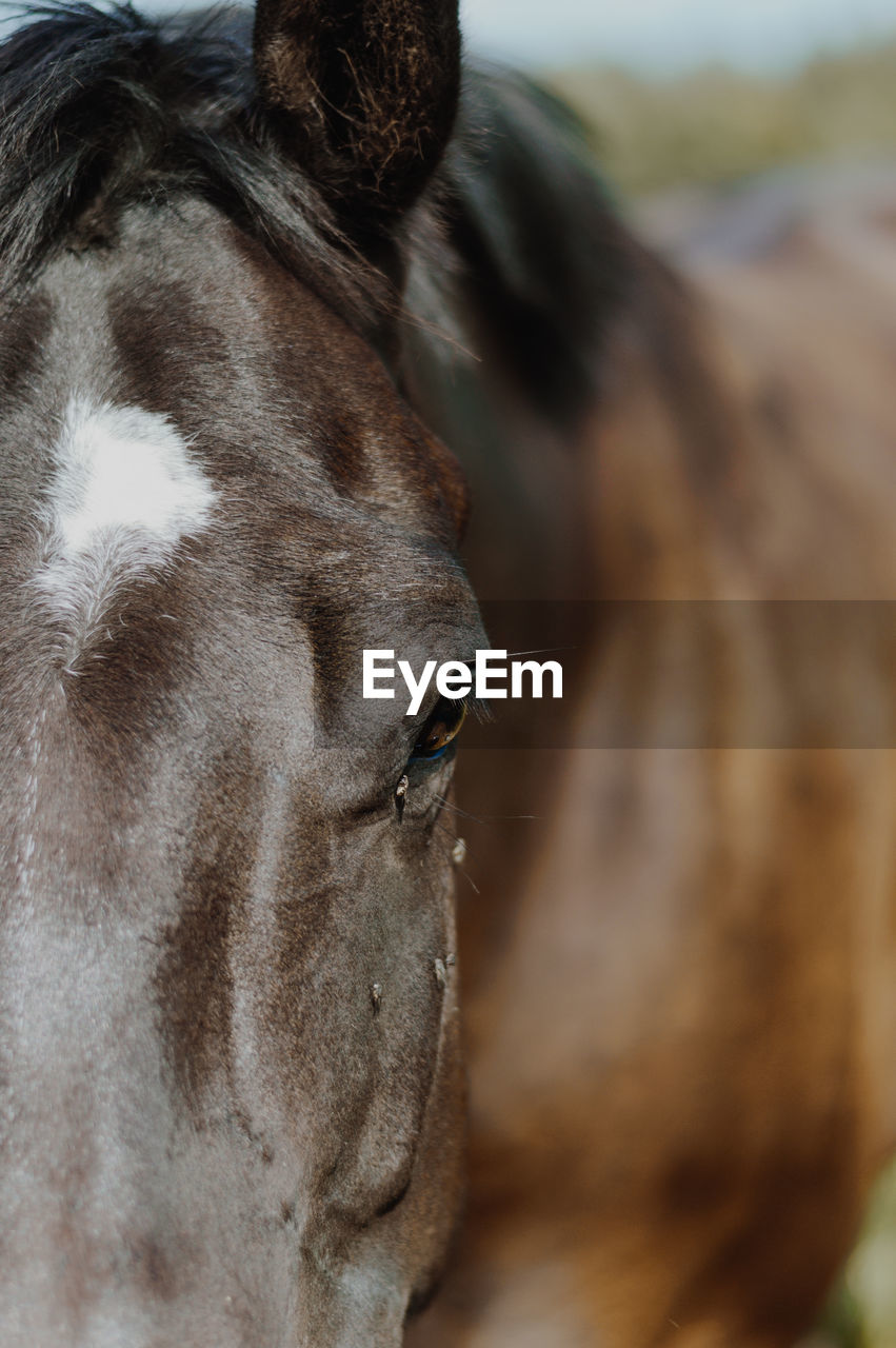 Close-up of a horse