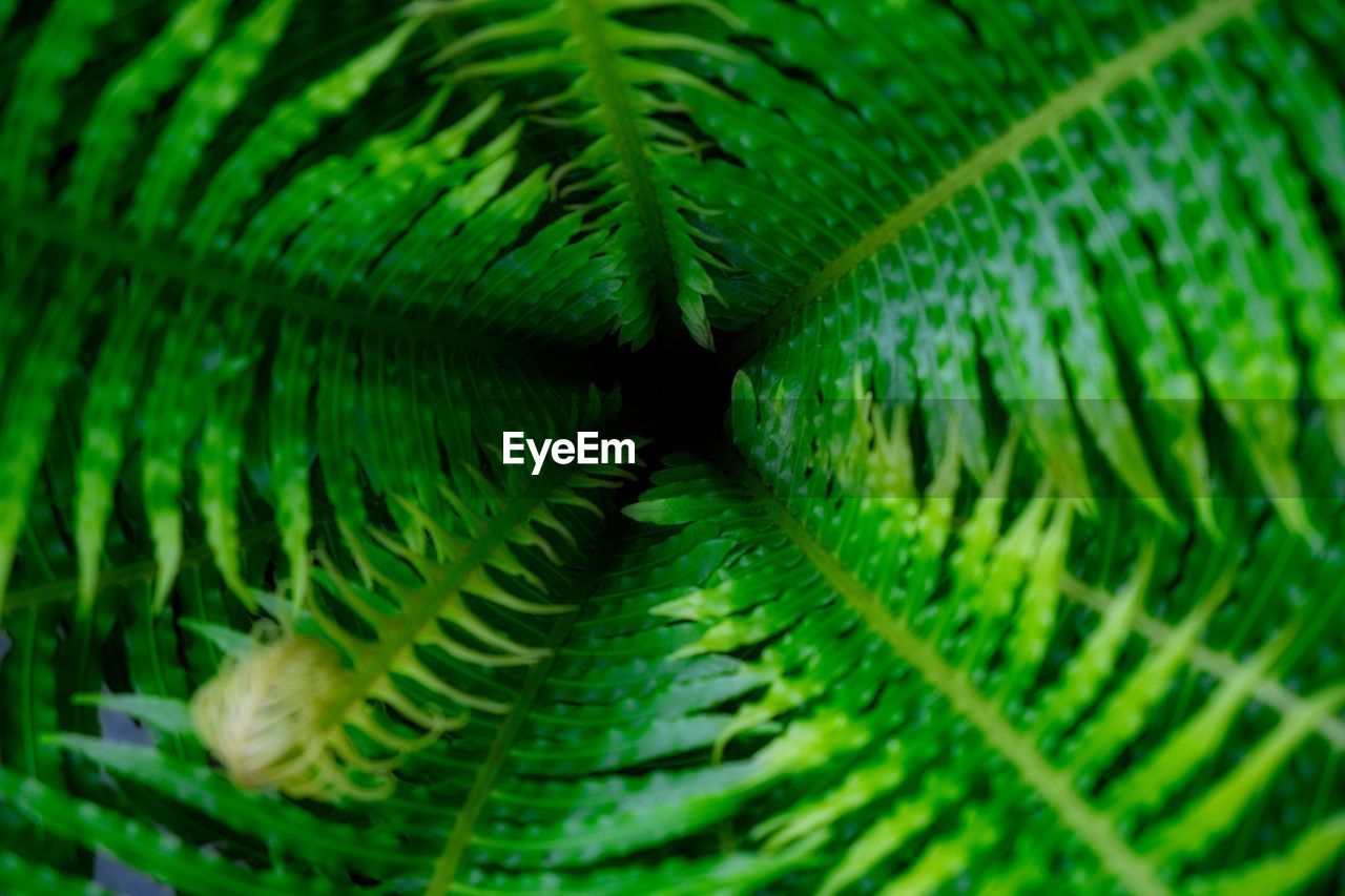 Full frame shot of green leaves