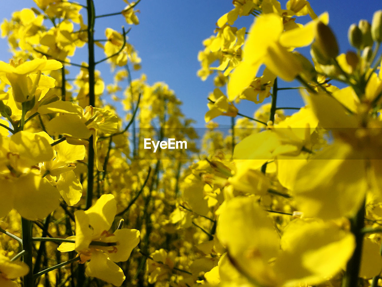 rapeseed, yellow, flower, plant, food, canola, produce, growth, beauty in nature, vegetable, flowering plant, oilseed rape, freshness, nature, agriculture, sunlight, crop, springtime, mustard, no people, sky, vibrant color, blossom, tree, rural scene, close-up, selective focus, land, landscape, outdoors, day, brassica rapa, field, branch, fragility, abundance, food and drink, meadow, blue, focus on foreground, environment, wildflower, plant part