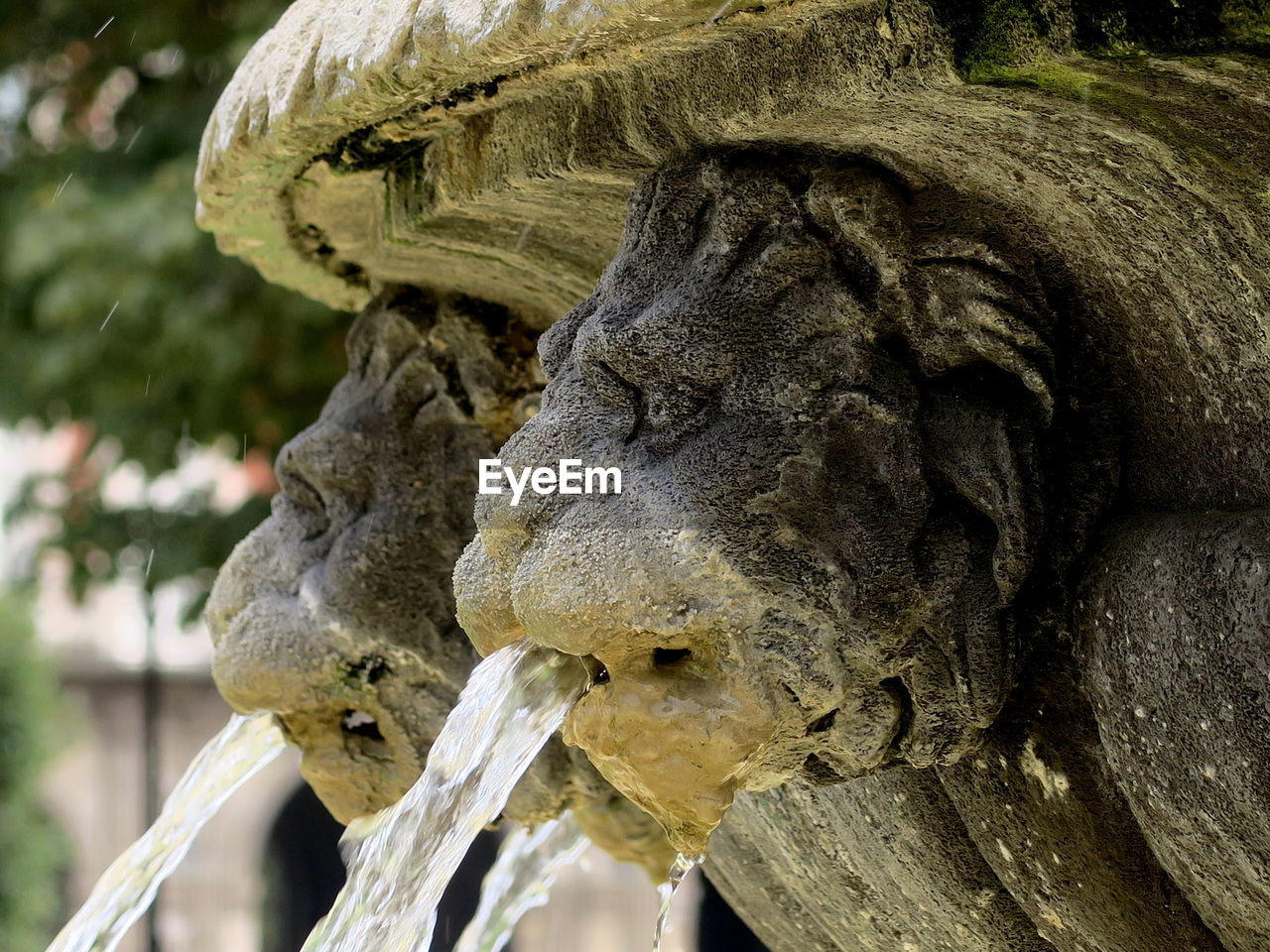 Close-up of stone lions