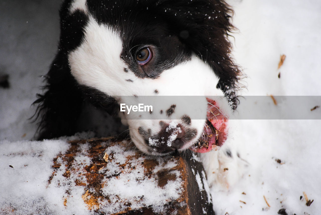 Close-up of dog lying on snow covered field