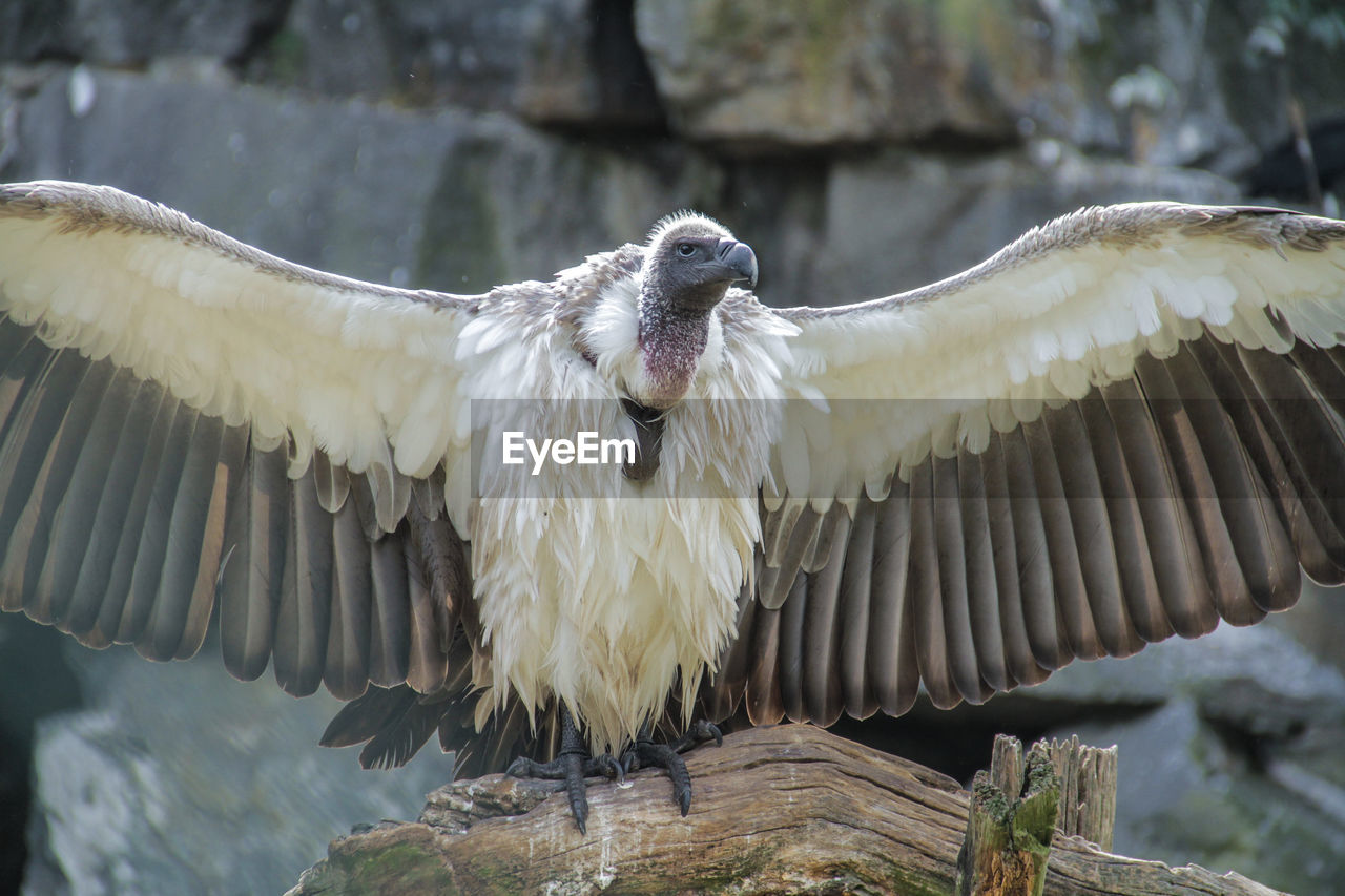 Close-up of vulture spreading wings