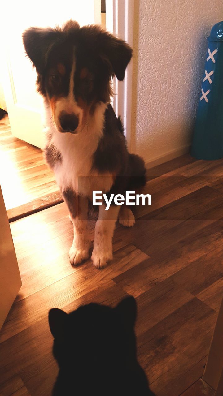 Dog and cat sitting on hardwood floor at home