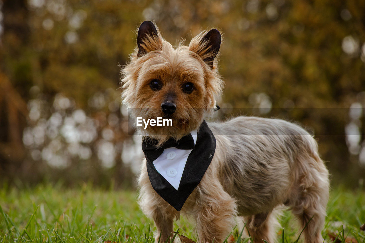 close-up portrait of dog standing on field