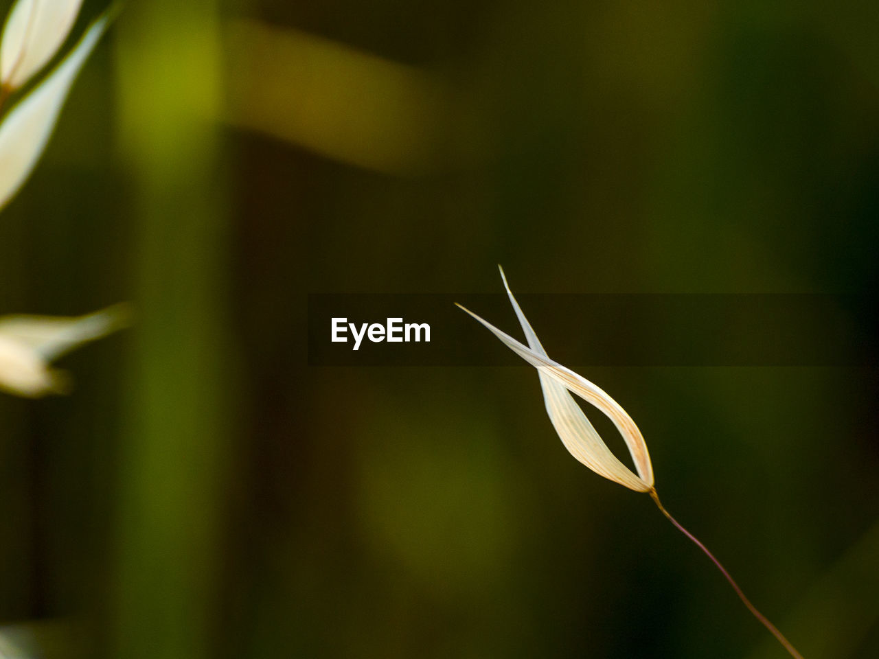 CLOSE-UP OF PLANT LEAF