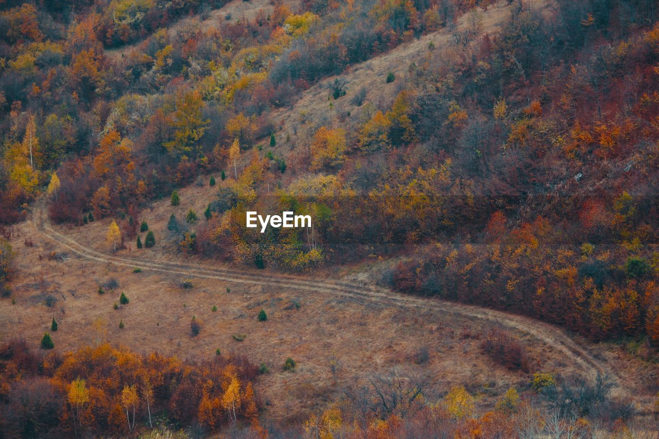 High angle view of trees in forest during autumn