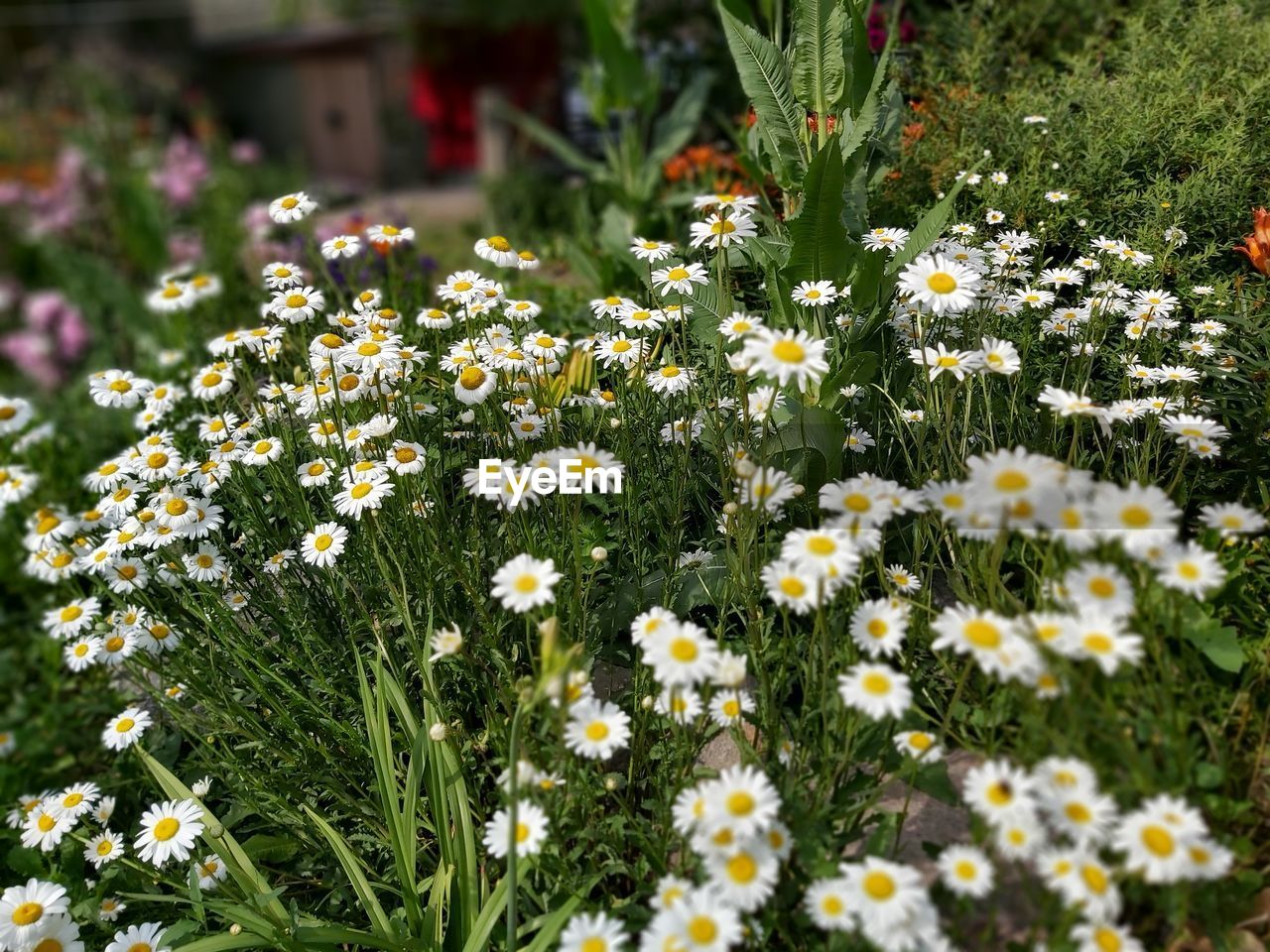 CLOSE-UP OF DAISIES ON FIELD