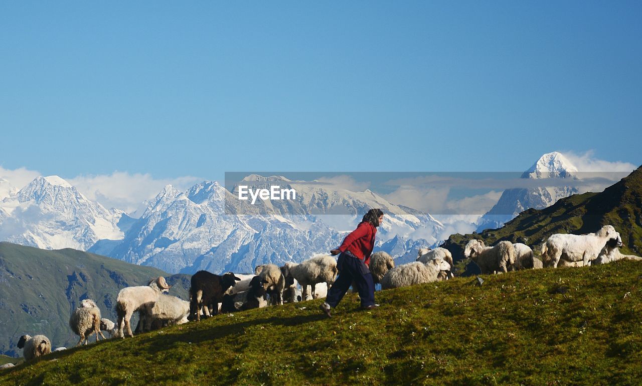 Side view of girl walking on field by sheep against mountains and sky during winter