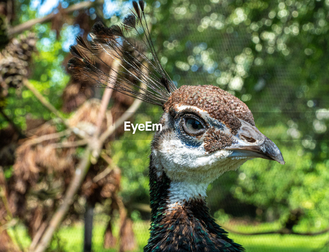 CLOSE-UP OF A PARROT