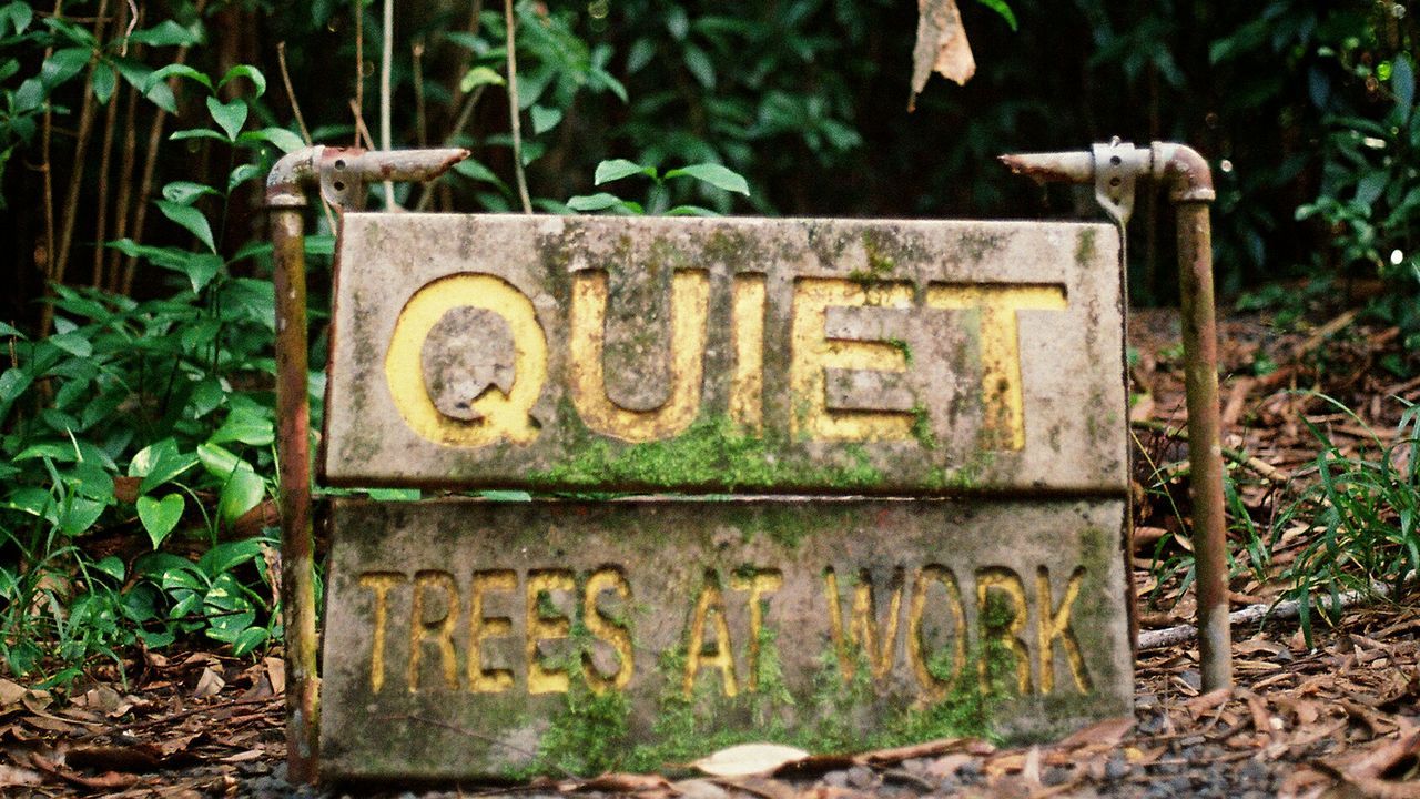 Moss covered information sign in forest