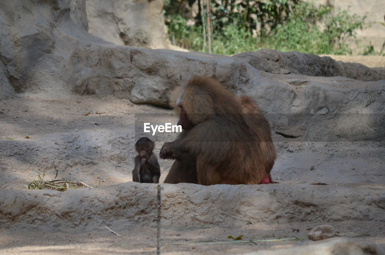 Baboons and infant on rock formations