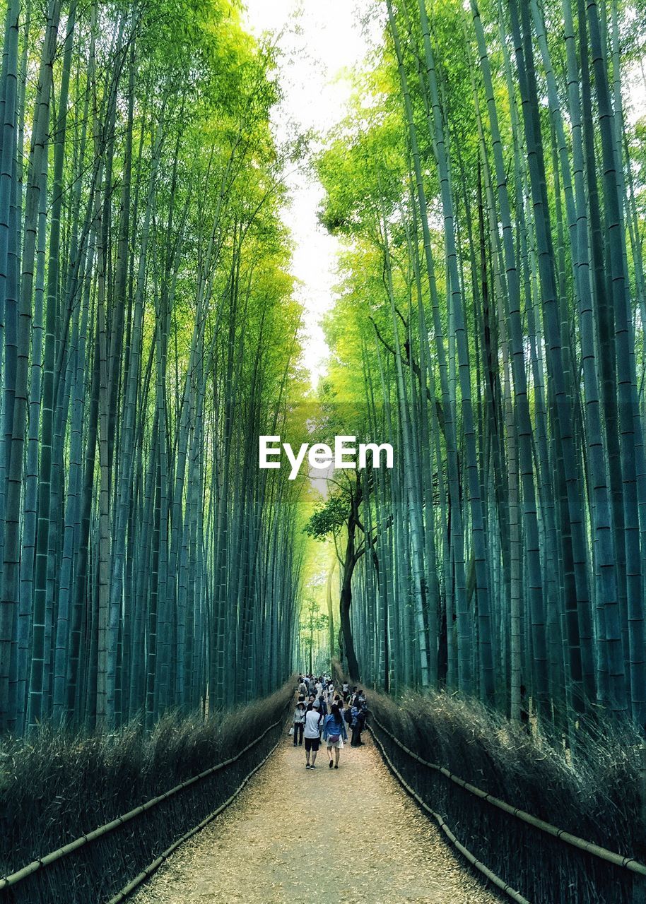 People walking on footpath amidst bamboo grove in forest