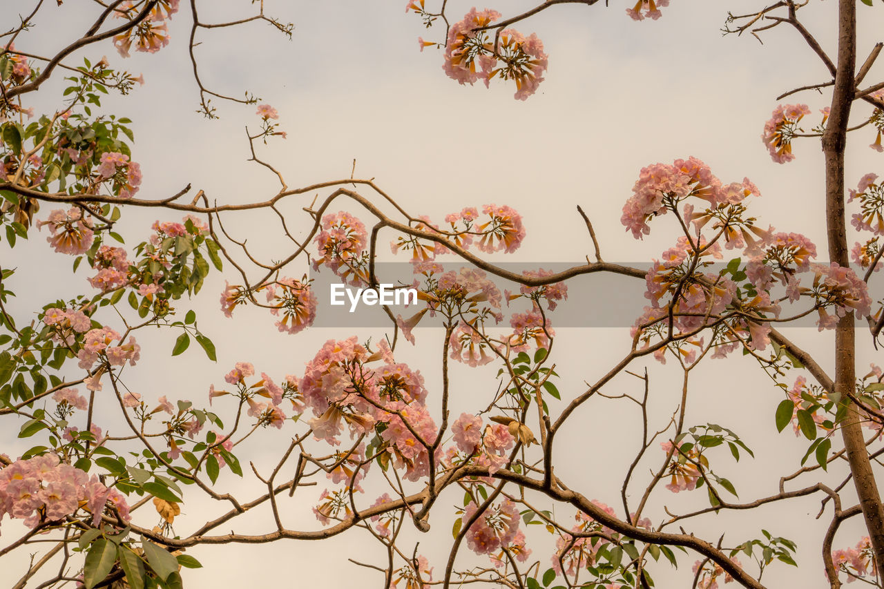 LOW ANGLE VIEW OF PINK FLOWERING TREE AGAINST SKY