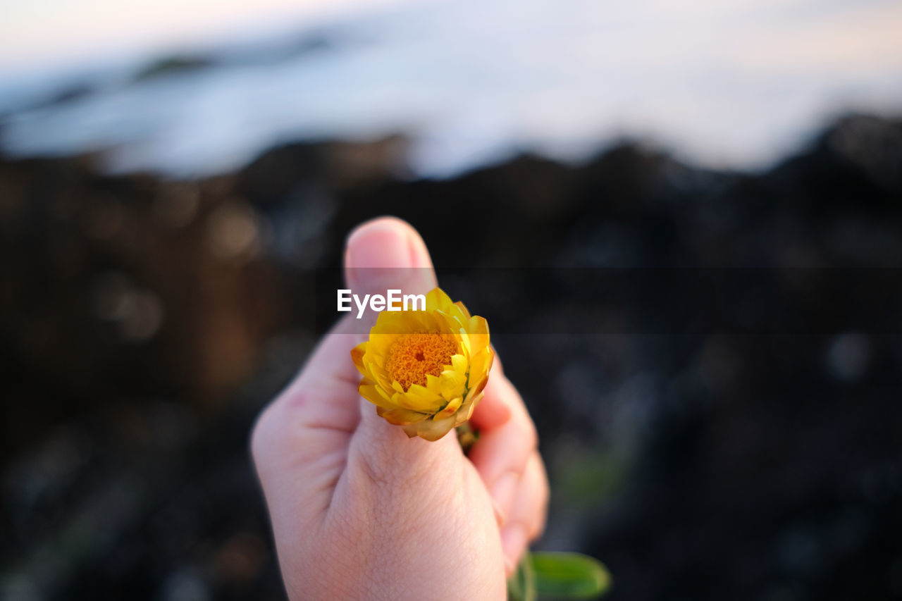 close-up of hand holding red flower