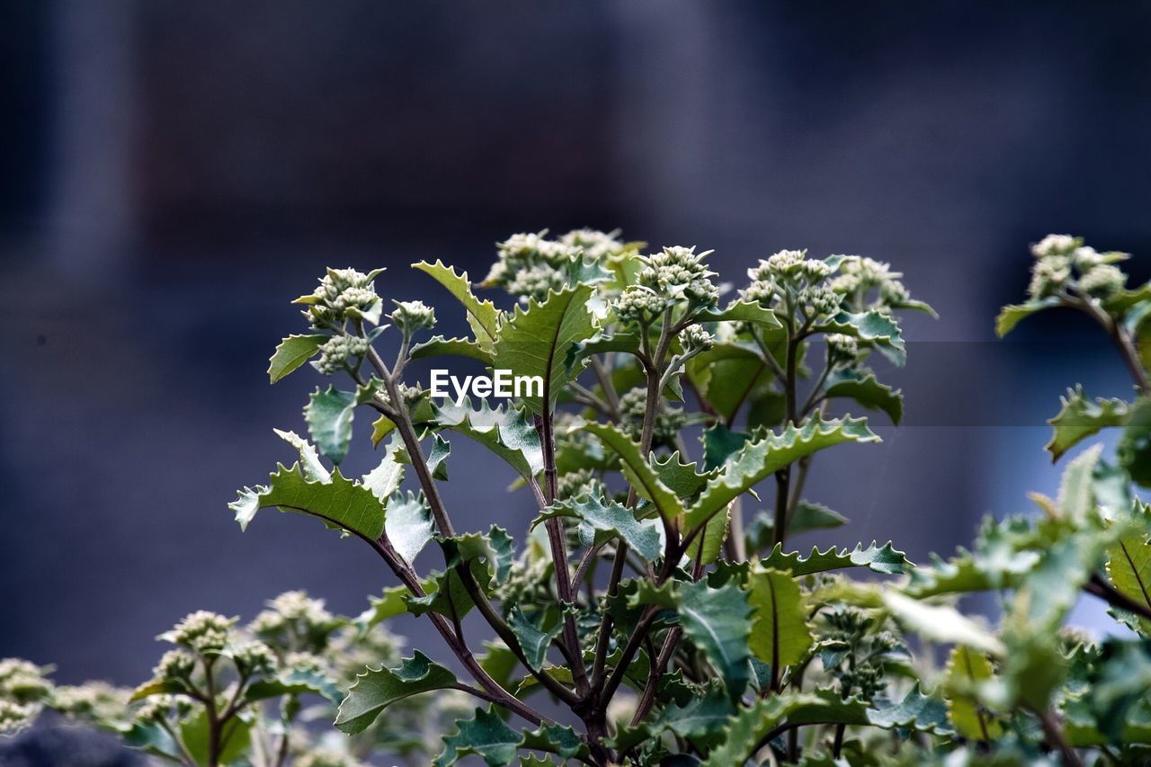 Close-up of plant