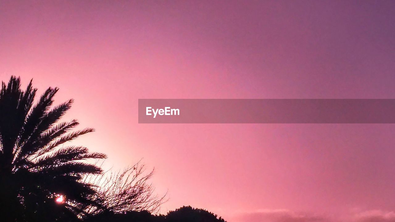 LOW ANGLE VIEW OF SILHOUETTE TREES AGAINST SKY AT NIGHT