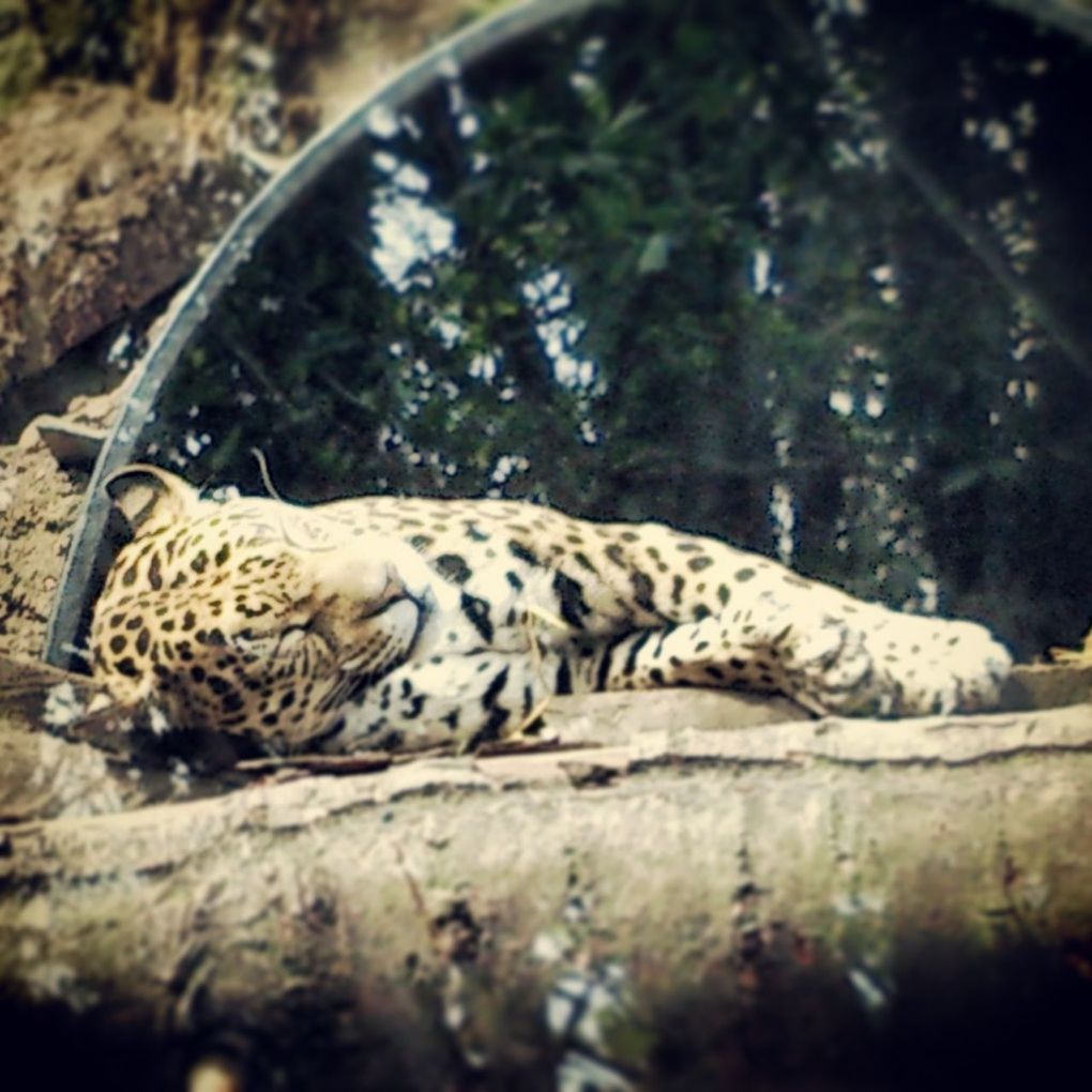 CAT RESTING ON ROCK