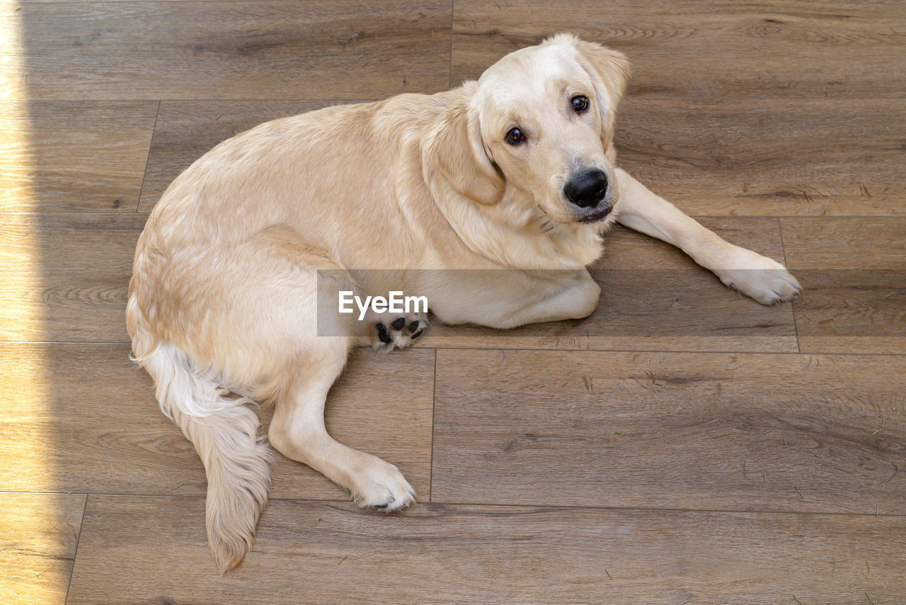 A young male golden retriever lies on modern vinyl panels in the living room of a home, top view.