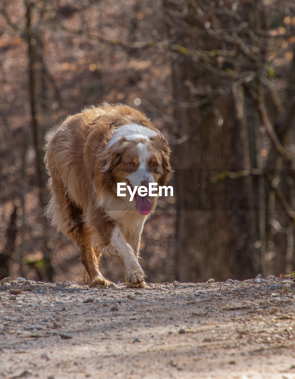 DOG RUNNING IN FOREST