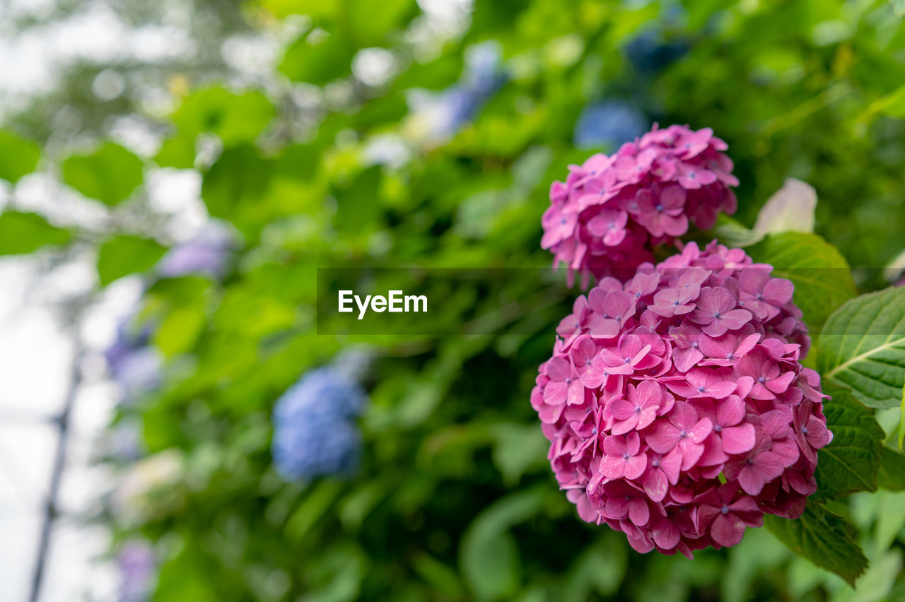 plant, flower, flowering plant, beauty in nature, freshness, nature, pink, plant part, leaf, close-up, growth, blossom, no people, petal, outdoors, inflorescence, flower head, lilac, green, purple, fragility, springtime, summer, day, focus on foreground, botany, food and drink, garden, hydrangea, multi colored