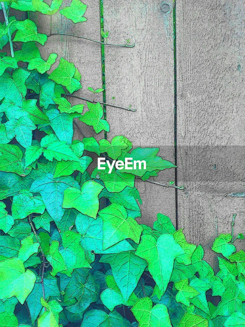 IVY GROWING ON WALL