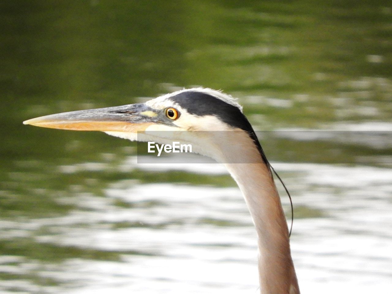 CLOSE-UP OF DUCK