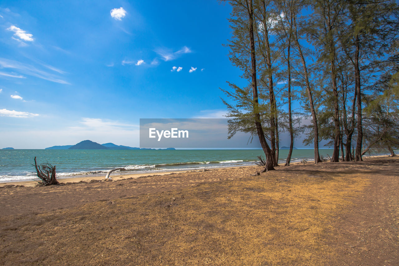 TREES ON BEACH AGAINST BLUE SKY