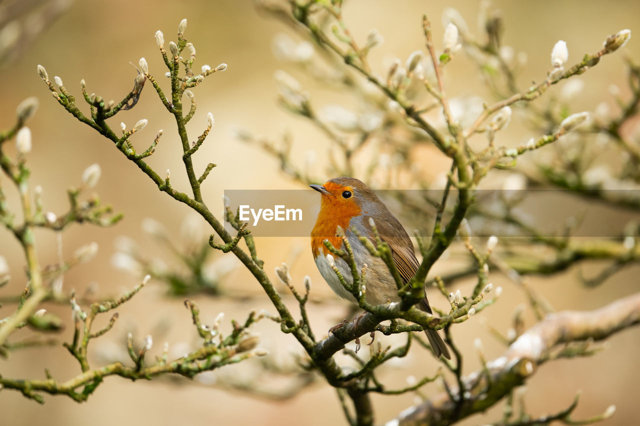 CLOSE-UP OF PARROT PERCHING ON BRANCH