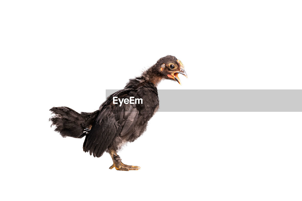 CLOSE-UP OF BIRD AGAINST WHITE BACKGROUND