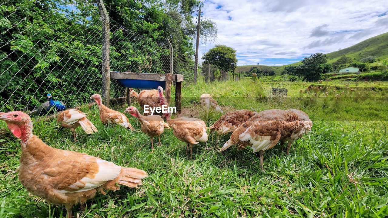 high angle view of ducks on grassy field